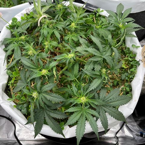 Creme De La Chem growlog photo: More defoliation and staking. 