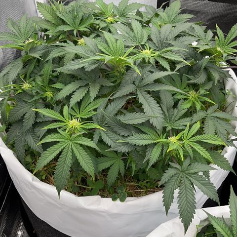 Creme De La Chem growlog timeline photo