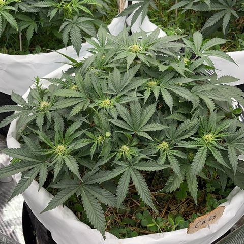 Creme De La Chem growlog timeline photo