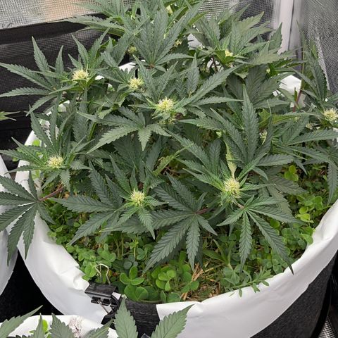 Creme De La Chem growlog timeline photo