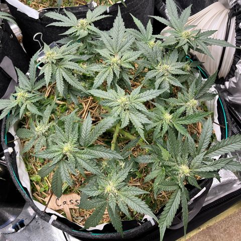 Creme De La Chem growlog timeline photo