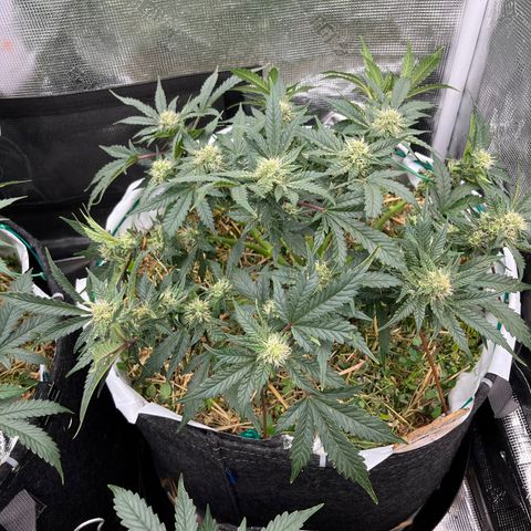Creme De La Chem growlog timeline photo