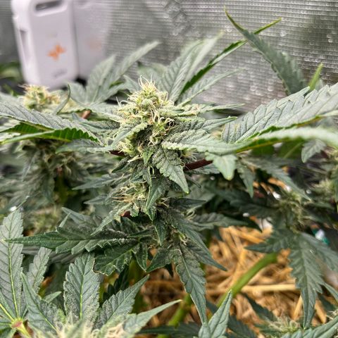 Creme De La Chem growlog timeline photo