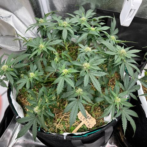 Creme De La Chem growlog timeline photo