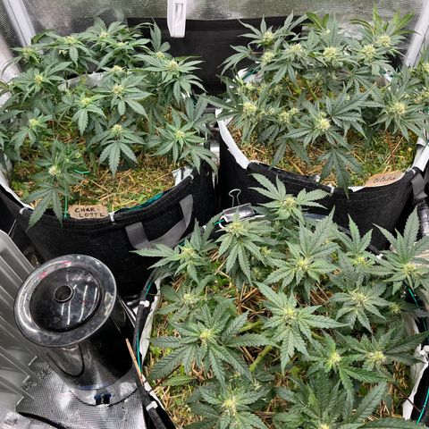 Creme De La Chem growlog timeline photo
