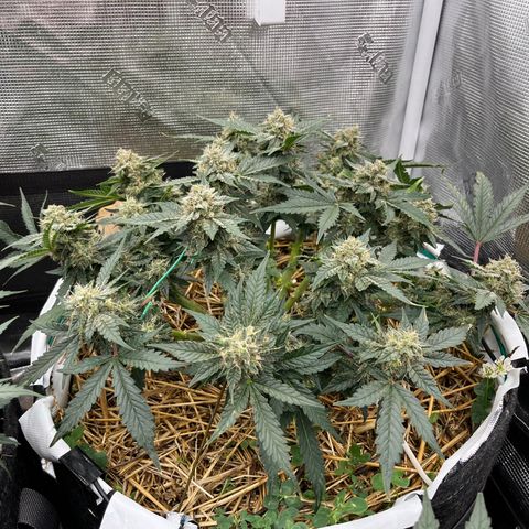 Creme De La Chem growlog timeline photo