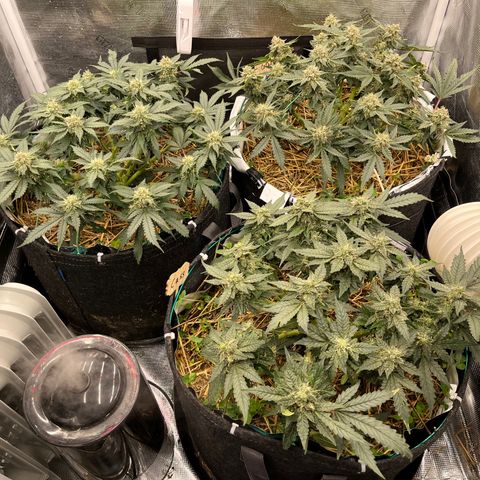 Creme De La Chem growlog timeline photo