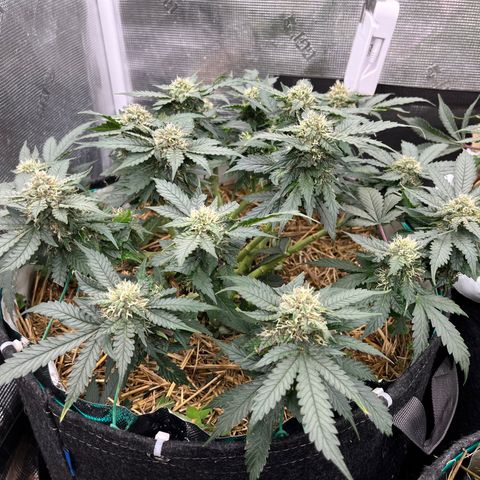 Creme De La Chem growlog timeline photo