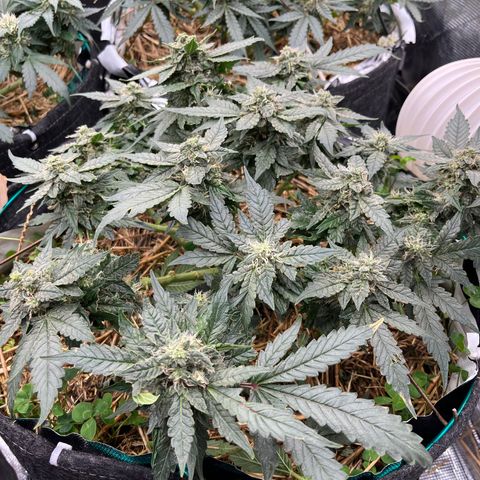 Creme De La Chem growlog timeline photo
