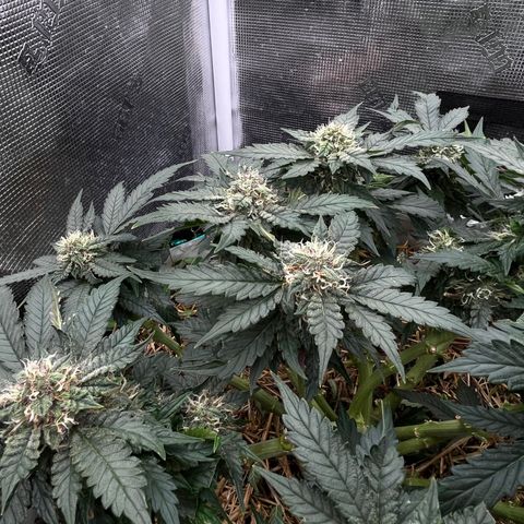 Creme De La Chem growlog timeline photo