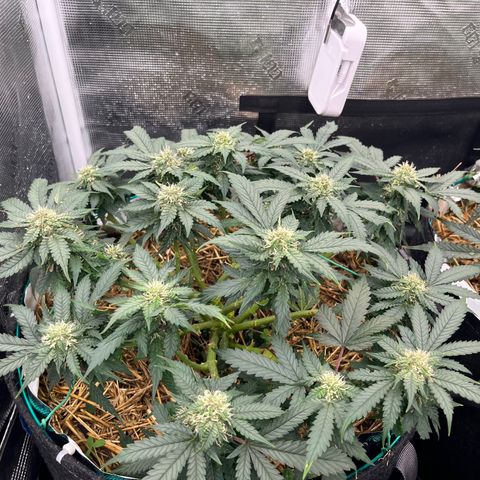 Creme De La Chem growlog timeline photo
