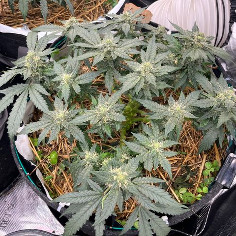 Creme De La Chem growlog timeline photo