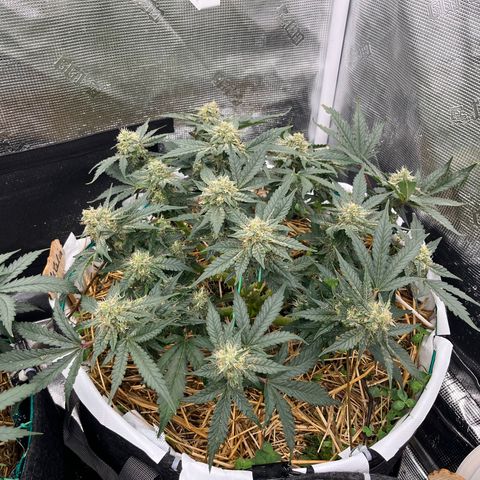 Creme De La Chem growlog timeline photo