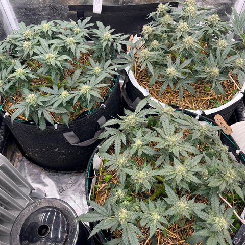 Creme De La Chem growlog timeline photo
