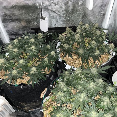 Creme De La Chem growlog timeline photo