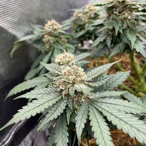 Creme De La Chem growlog timeline photo