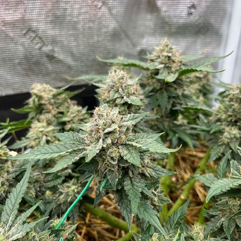 Creme De La Chem growlog timeline photo