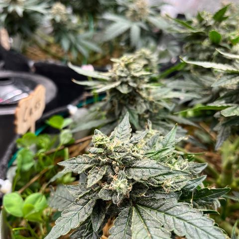Creme De La Chem growlog timeline photo