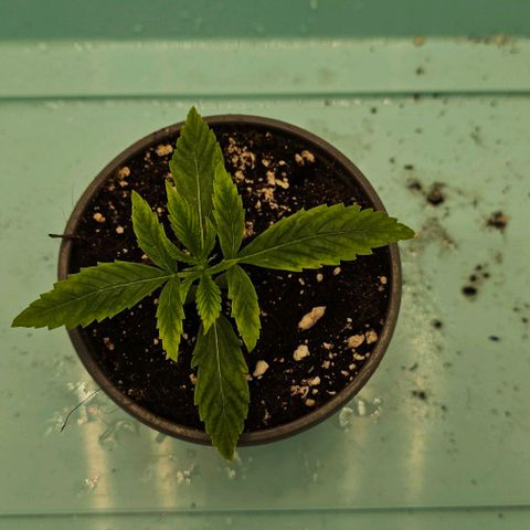 OMG-RQS-Green-Gelato-Auto growlog timeline photo