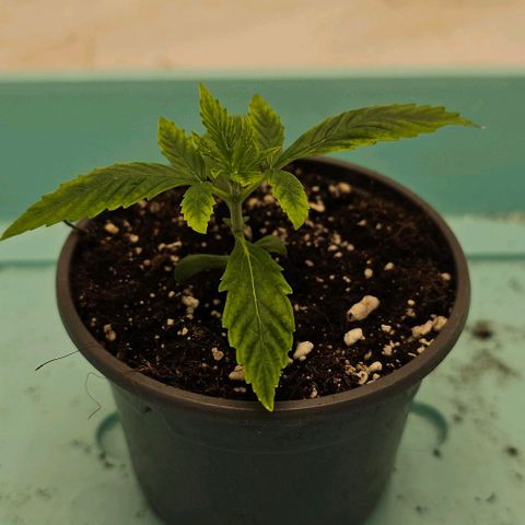 OMG-RQS-Green-Gelato-Auto growlog timeline photo