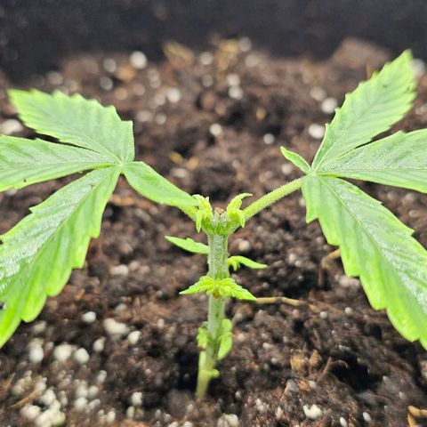 OMG-RQS-Green-Gelato-Auto growlog timeline photo