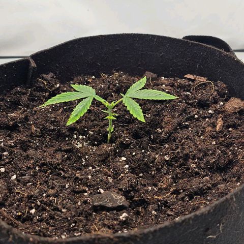 OMG-RQS-Green-Gelato-Auto growlog timeline photo