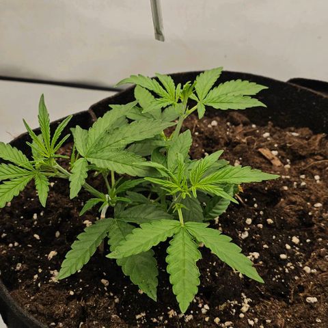 OMG-RQS-Green-Gelato-Auto growlog timeline photo