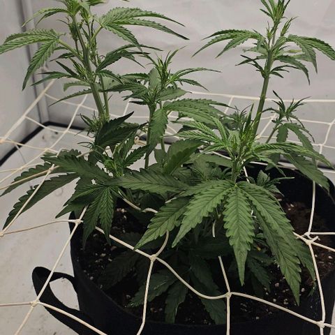 OMG-RQS-Green-Gelato-Auto growlog timeline photo