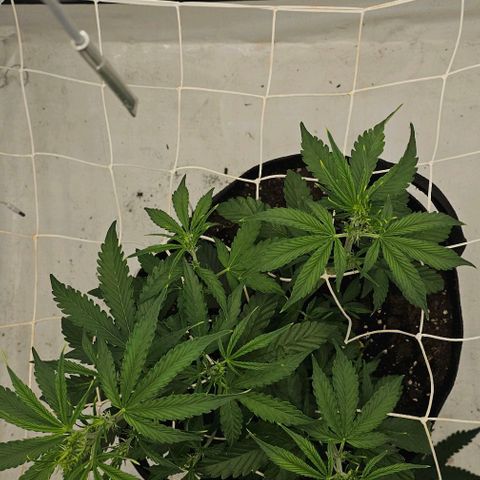 OMG-RQS-Green-Gelato-Auto growlog timeline photo