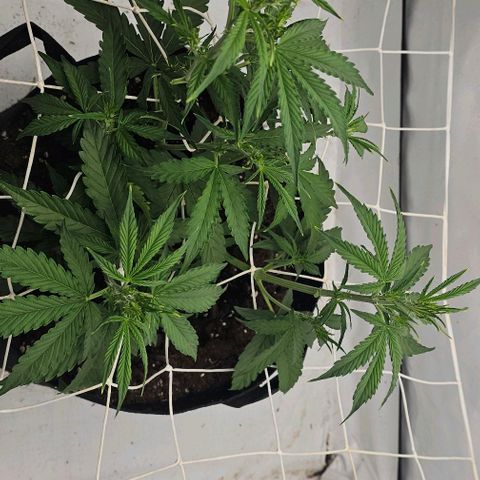 OMG-RQS-Green-Gelato-Auto growlog timeline photo