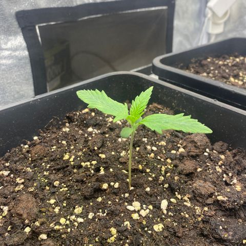 Green gelato auto #1 growlog timeline photo