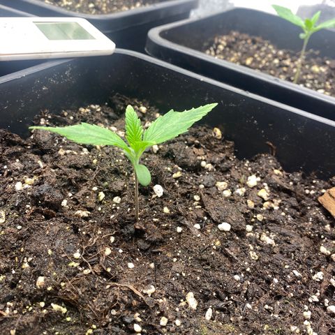 Green gelato auto #2 growlog timeline photo
