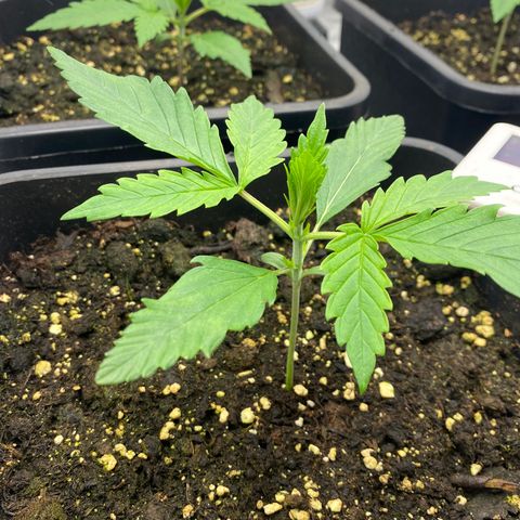 Green gelato auto #1 growlog timeline photo