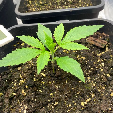 Green gelato auto #2 growlog timeline photo