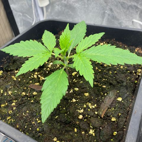 Green gelato auto #4 growlog timeline photo