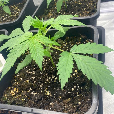 Green gelato auto #1 growlog timeline photo