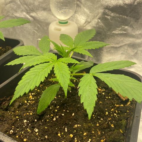 Green gelato auto #2 growlog timeline photo