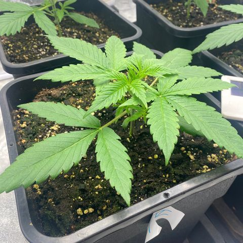 Green gelato auto #4 growlog timeline photo