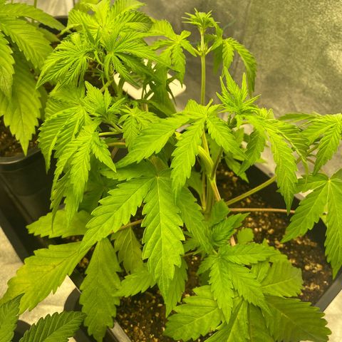 Green gelato auto #1 growlog timeline photo