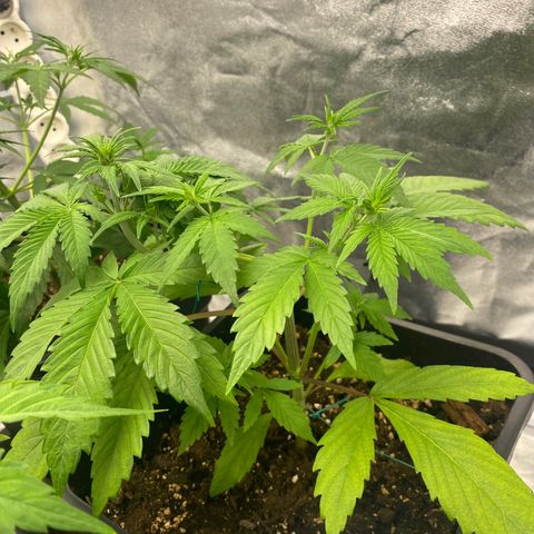 Green gelato auto #2 growlog timeline photo