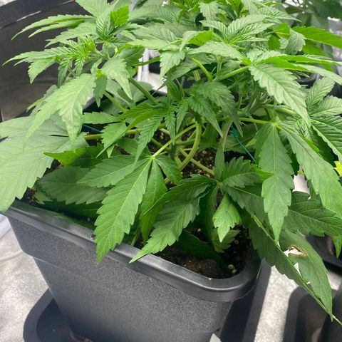Green gelato auto #4 growlog timeline photo
