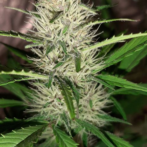 Mary growlog timeline photo