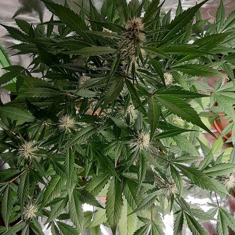 Mary growlog timeline photo