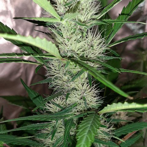 Mary growlog timeline photo