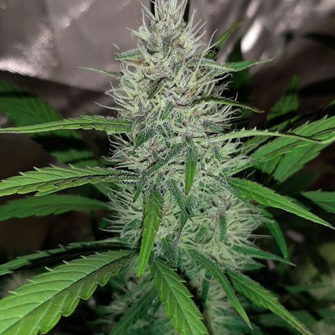 Mary growlog timeline photo