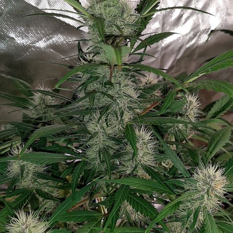 Mary growlog timeline photo