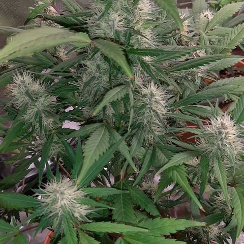Mary growlog timeline photo