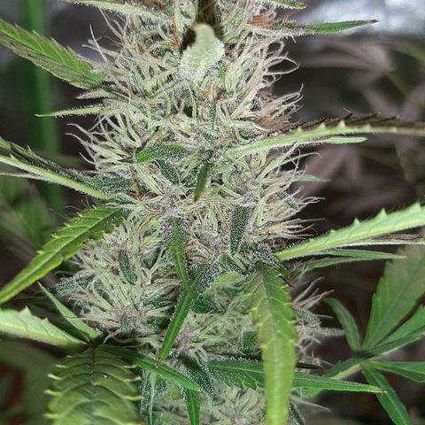 Mary growlog timeline photo