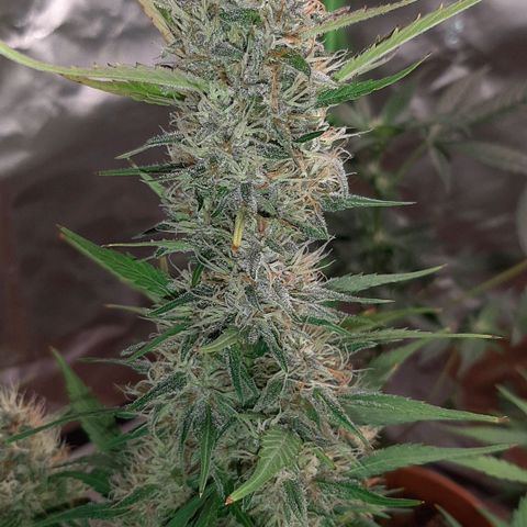 Mary growlog timeline photo