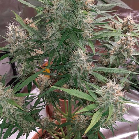 Mary growlog timeline photo